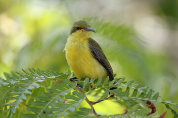 Fototapeta premium Female olive-backed sunbird sitting on a fern frond in a garden
