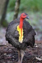Portrait of an Australian brushturkey bird in a garden