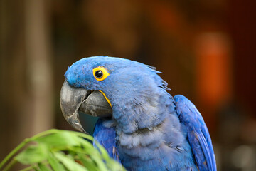A hyacinth macaw (anodorhynchus hyacinthinus). Blue macaw with bright yellow around the eyes and underneath the beak. 