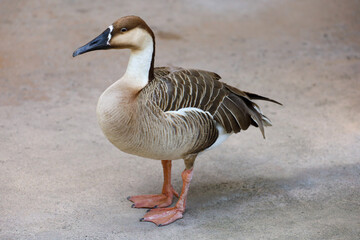Close-up view of a swan goose or swan billed goose.