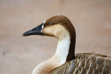 Profile close-up of a swan goose.