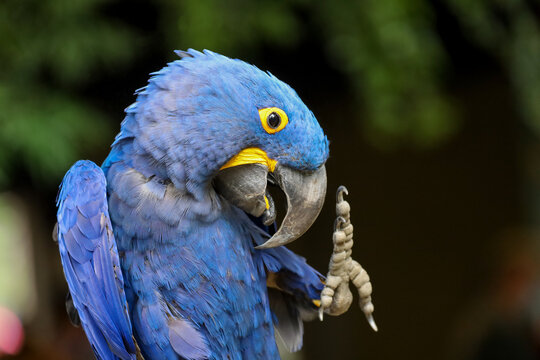 Blue and yellow macaw (anodorhynchus hyacinthinus).