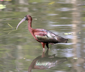 Glossy ibis bird foraging for food in a lake