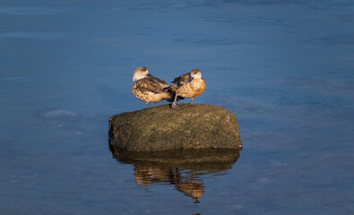pareja de pato juarjua, pato crestón sobre una roca en el mar al atardecer, con aguas azules y...