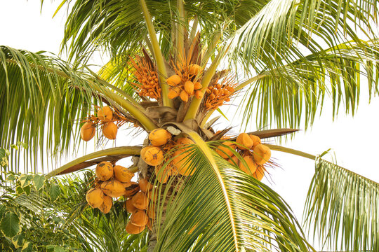 PALM TREE WITH COCONUTS IN THE CARIBBEAN