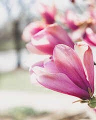 pink magnolia flower © Jamie