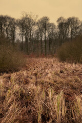 Obraz premium Wild grass with a background of bare trees on a field during winter sunset. Big creepy branches on bare tree trunks in a forest on a gloomy morning. Wild shoots and leaves on a path to haunted woods