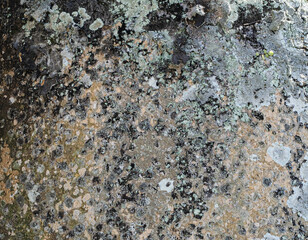 Concrete wall with mold spores background texture