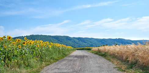 Fields of sunflowers and reeds on an empty road or pathway against a blue sky in the countryside....