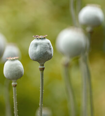 Wild opium or breadseed poppy flowers growing in a botanical garden with blurred background and copy space. Closeup of papaver somniferum plant buds blooming in nature on a sunny day in spring - obrazy, fototapety, plakaty