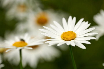 Obraz premium Closeup of white Marguerite daisies growing in medicinal horticulture or cultivated field for chamomile tea leaves harvest. Argyranthemum frutescens flowers blooming in a home garden or remote meadow