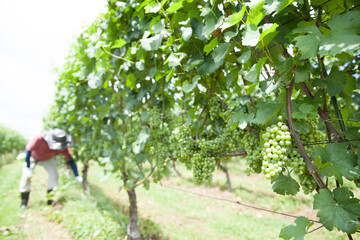 ワイン用の葡萄を栽培する農家