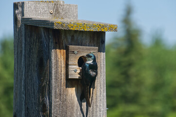 Tree Swallow on a Bird House
