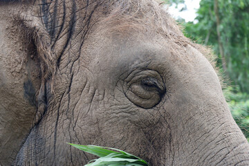 Asian drinking elephant in the zoo in Thailand