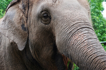 Fototapeta premium Asian drinking elephant in the zoo in Thailand