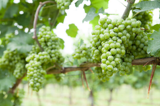 白ワイン用の葡萄