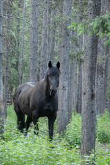 black horse in the forest