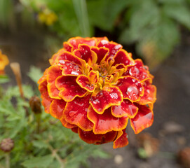 red and yellow marigold