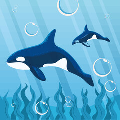 Obraz na płótnie Canvas orca whales undersea