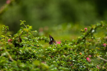 papillon noir mouchet&eacute; orange butine