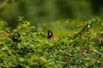 papillon noir mouchet&eacute; orange butine