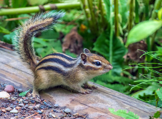 Chipmunk sitting on a log. Full length, profile portrait