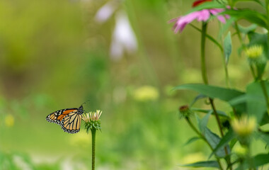 Monarch Butterfly Endangered Species on a Echinacea  