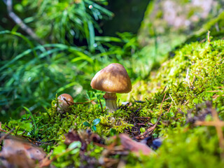 White mushroom is growing in dense grass. Close-up, selective focus