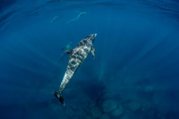 Poster Wildlife dolphins underwater © 敏治 荒川