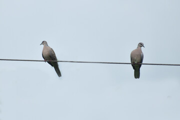 bird on a wire