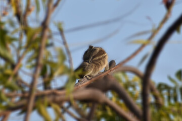 sparrow on a branch