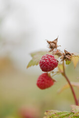 raspberry on a bush