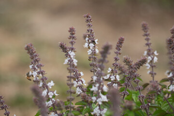 Obraz na płótnie Canvas close up of lavender flowers