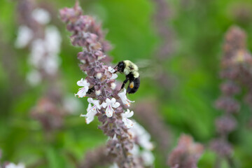 bee on a flower