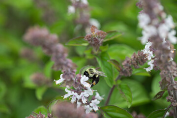 bumblebee on a flower
