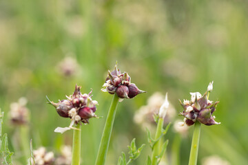 garlic flowers. Garlic blooming