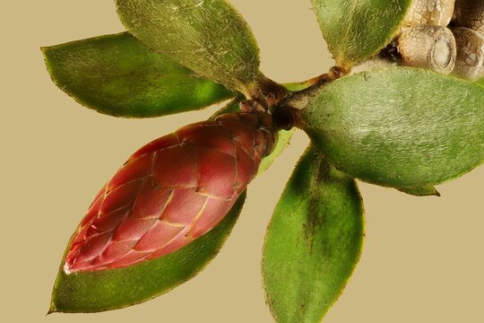 Isolated Weeping Bottlebrush (Callistemon viminalis) leaf bud. Australian native plant.