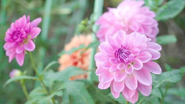 Dahlia flowers in the garden(blooming flowers,plants)-11