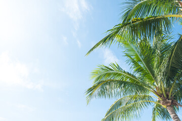 Fototapeta premium Coconut tree on the sky background