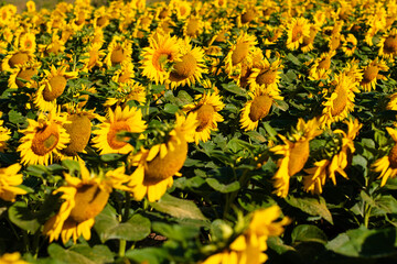 Panorama of sunflowers. Many sunflowers bloom in summer. - 518870747