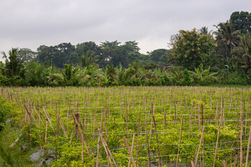 Fototapeta premium Traditional chili farming in Banyuwangi Regency, Indonesia