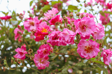 old fashioned pink rose blooms in garden