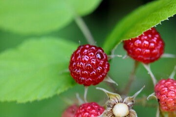 Blackberry bush with red and black berries