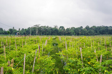 Fototapeta na wymiar Traditional chili farming in Banyuwangi Regency, Indonesia