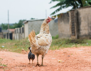 African mother chicken with her litter chick on the street in Nigeria