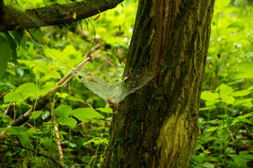 Obraz premium charakter