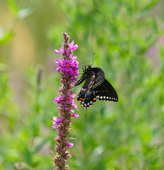 close up on butterfly on blooming flower