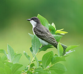 king bird standing on tree branch