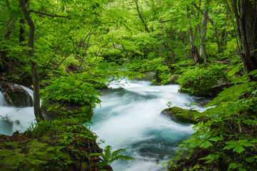 Fototapeta premium 新緑の奥入瀬渓流 青森県