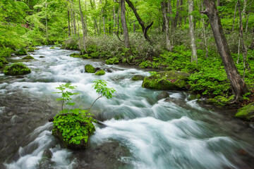 Obraz premium 新緑の奥入瀬渓流 青森県